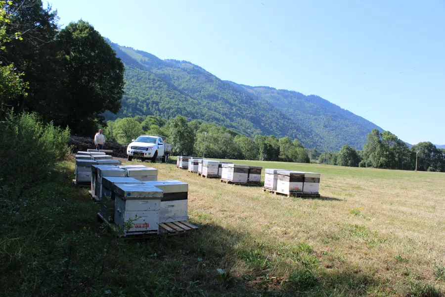 Rangées de ruches face aux Pyrénées
